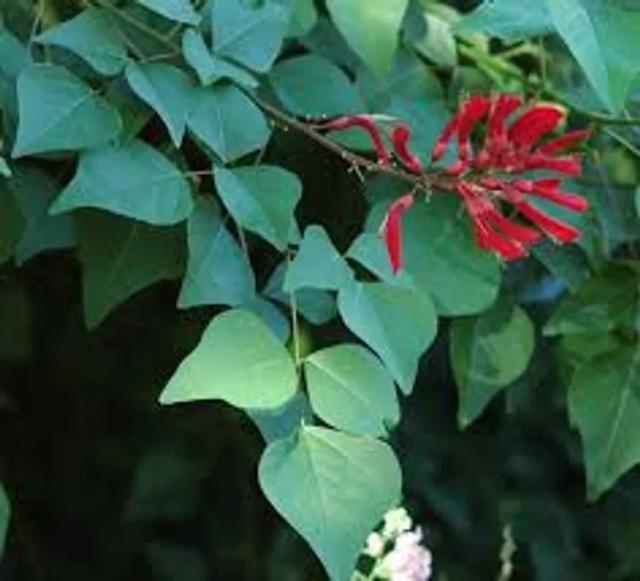 Erythrina Herbacea