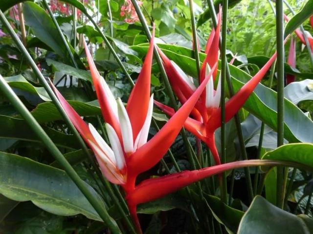 Red Christmas Heliconia