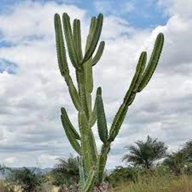 Cereus Cacti