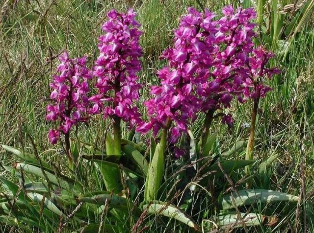 Western Orchid