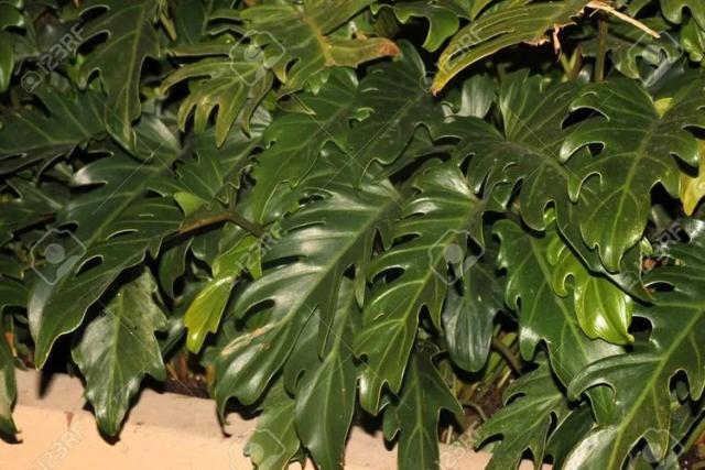 Philodendron Winterbourn