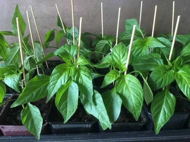 Chili Peppers 'padron'