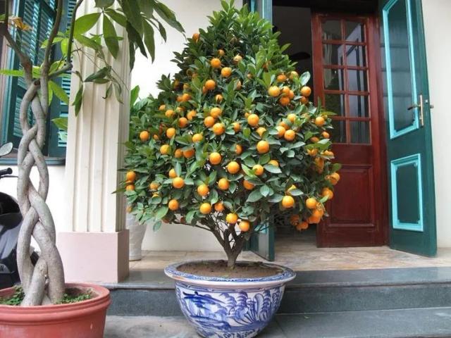 Citrus Fortulella Kumquat