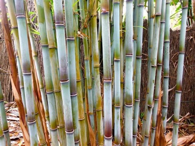 Bamboo-phyllo-angusta