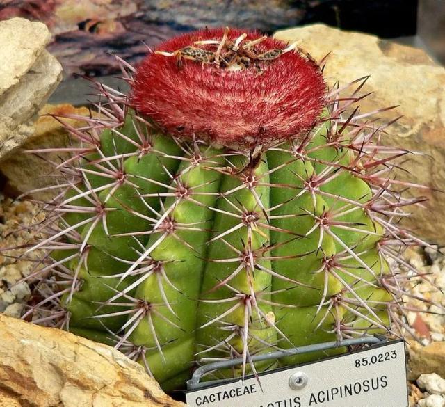 Turk's-cap Cactus