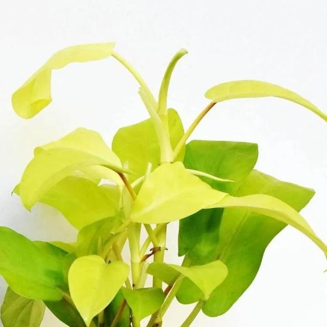Philodendron Hybrid Malay Gold
