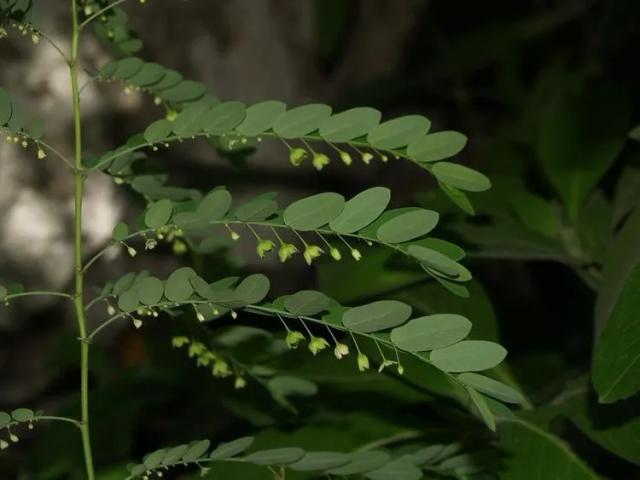 Phyllanthus Pronyensis