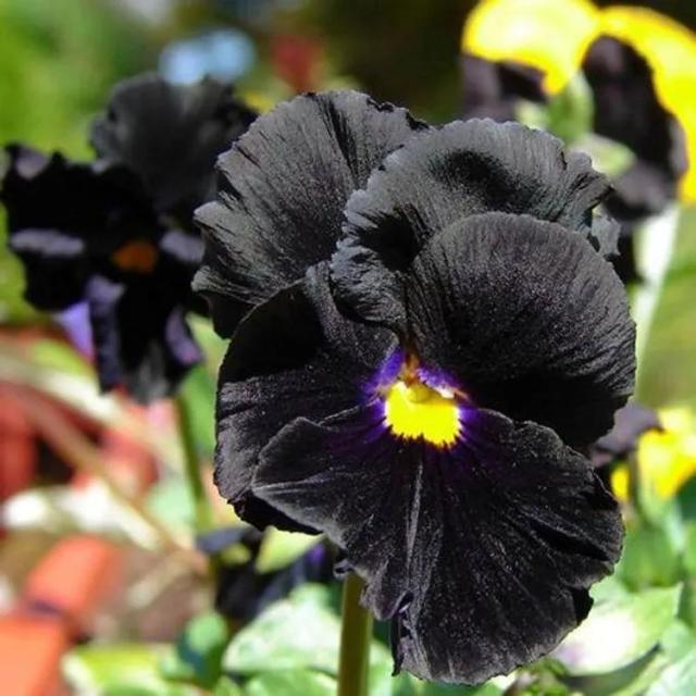 Viola Negra