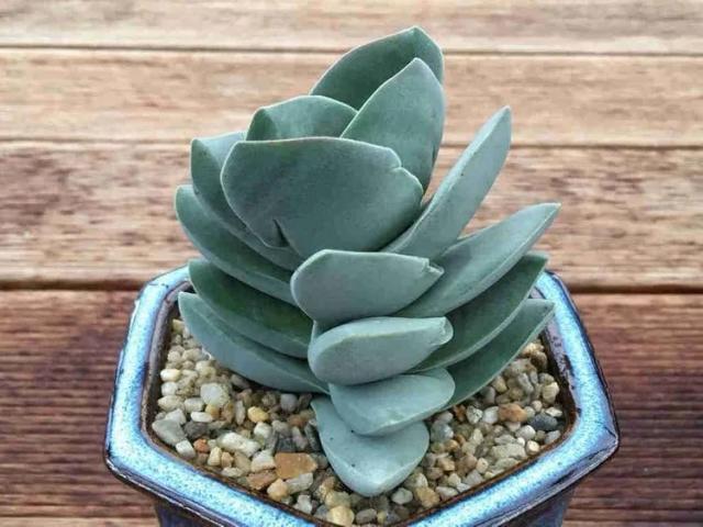 Ivory Towers Succulent
