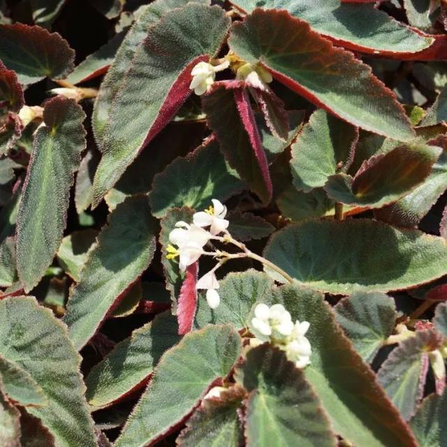 Begonia ‘brazilian Lady’
