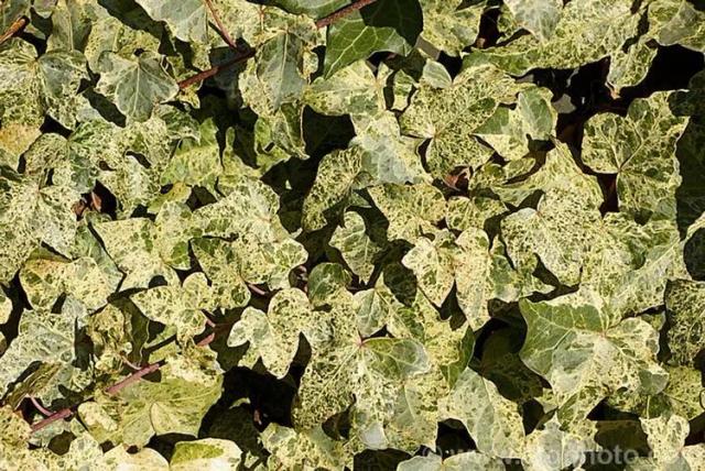 Gold Dust Hedera