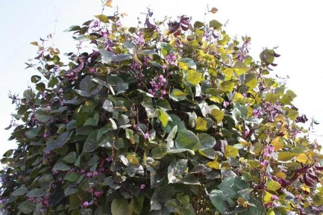 Purple Hyacinth Bean