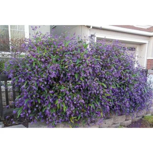 Purple Vine Lilac
