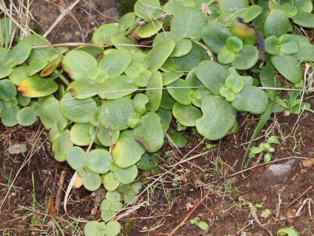 Cape Province pygmyweed