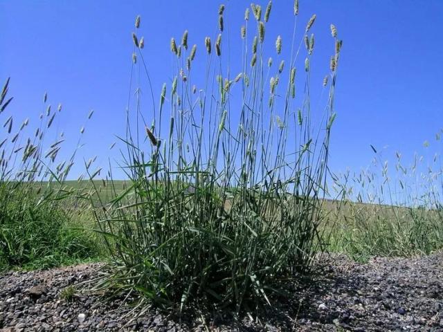 Bulbous Canary-Grass