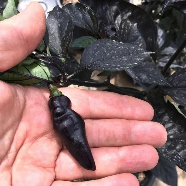 Pimenta Da Neyde, Chili Chinense