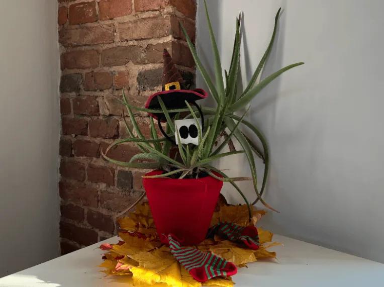 A Monster Plant Pot