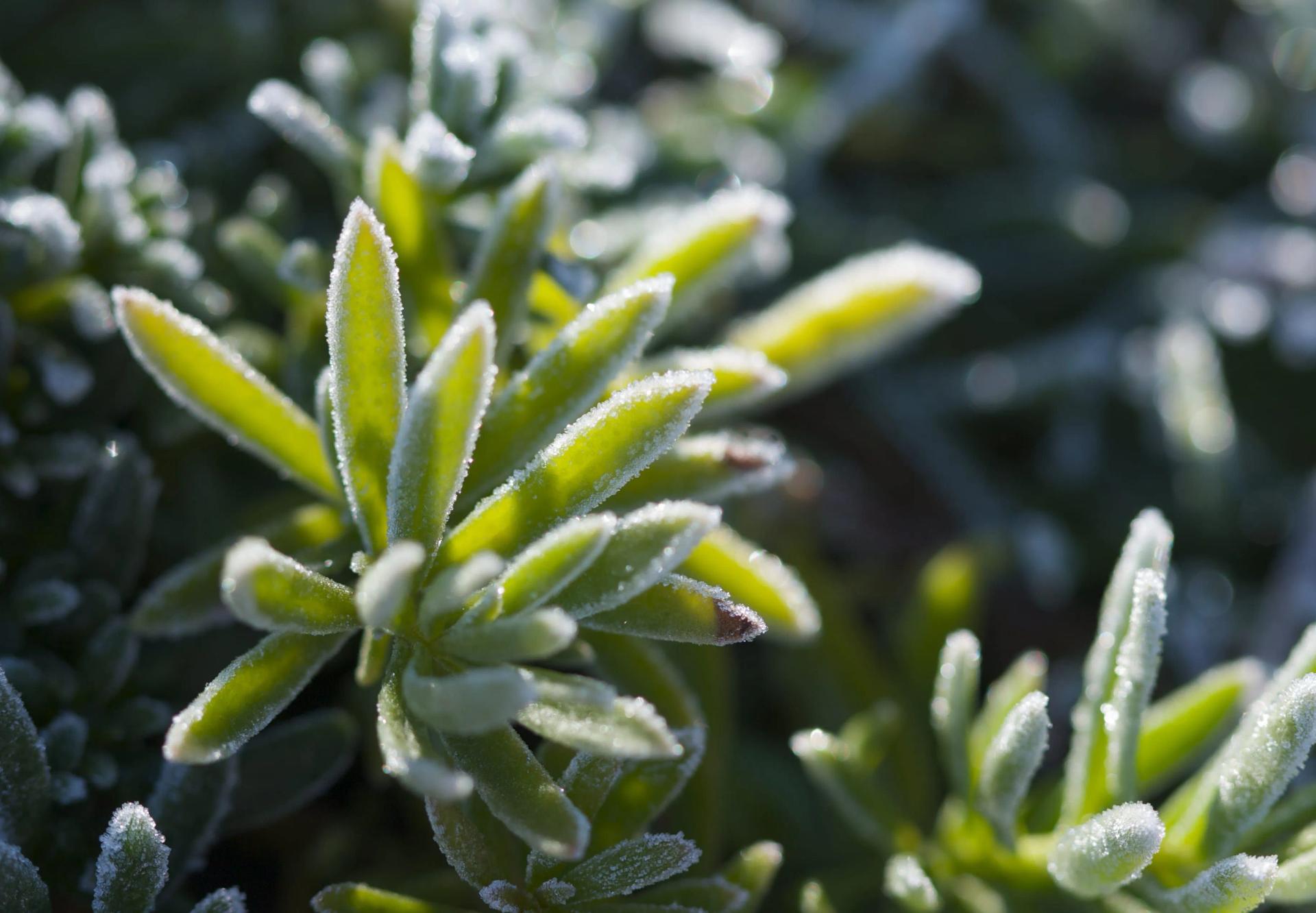 Succulents in winter outdoors