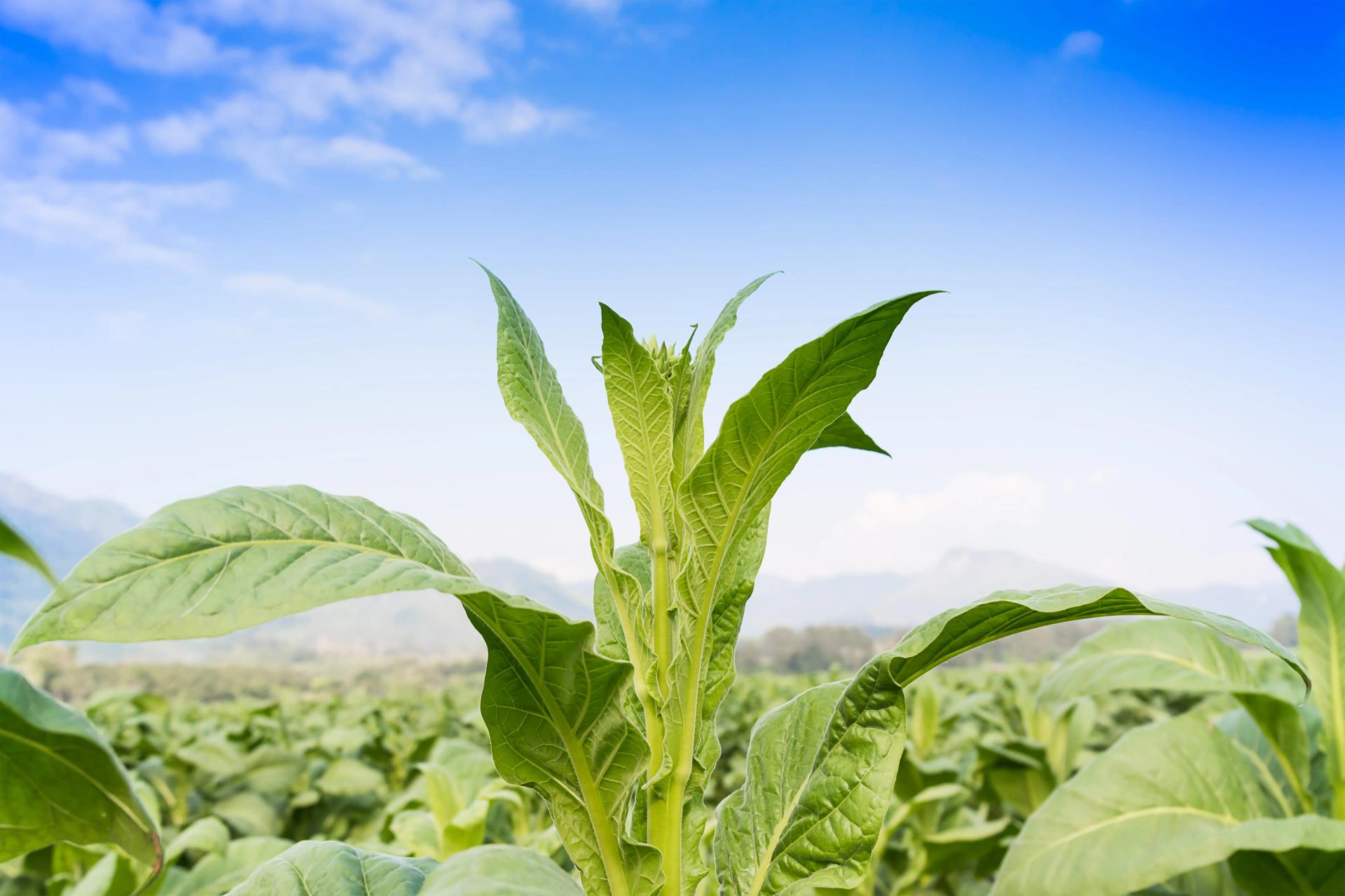 Tobacco Plant