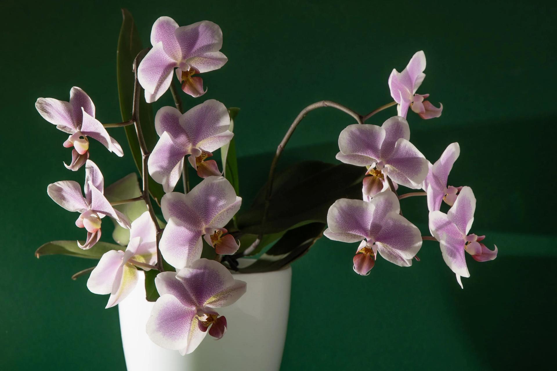 Big beautiful Phalaenopsis orchid