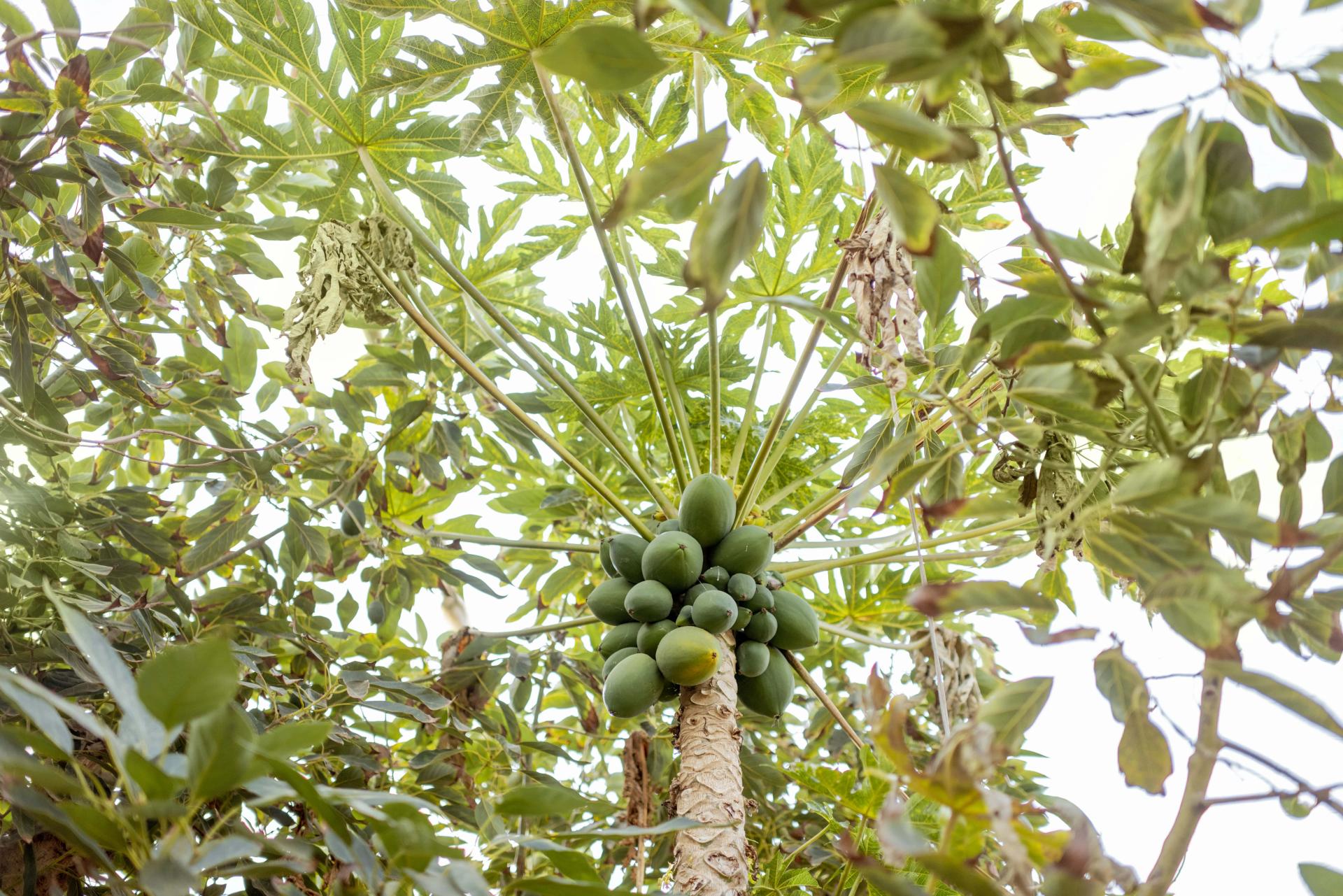 Papayas on a Tree