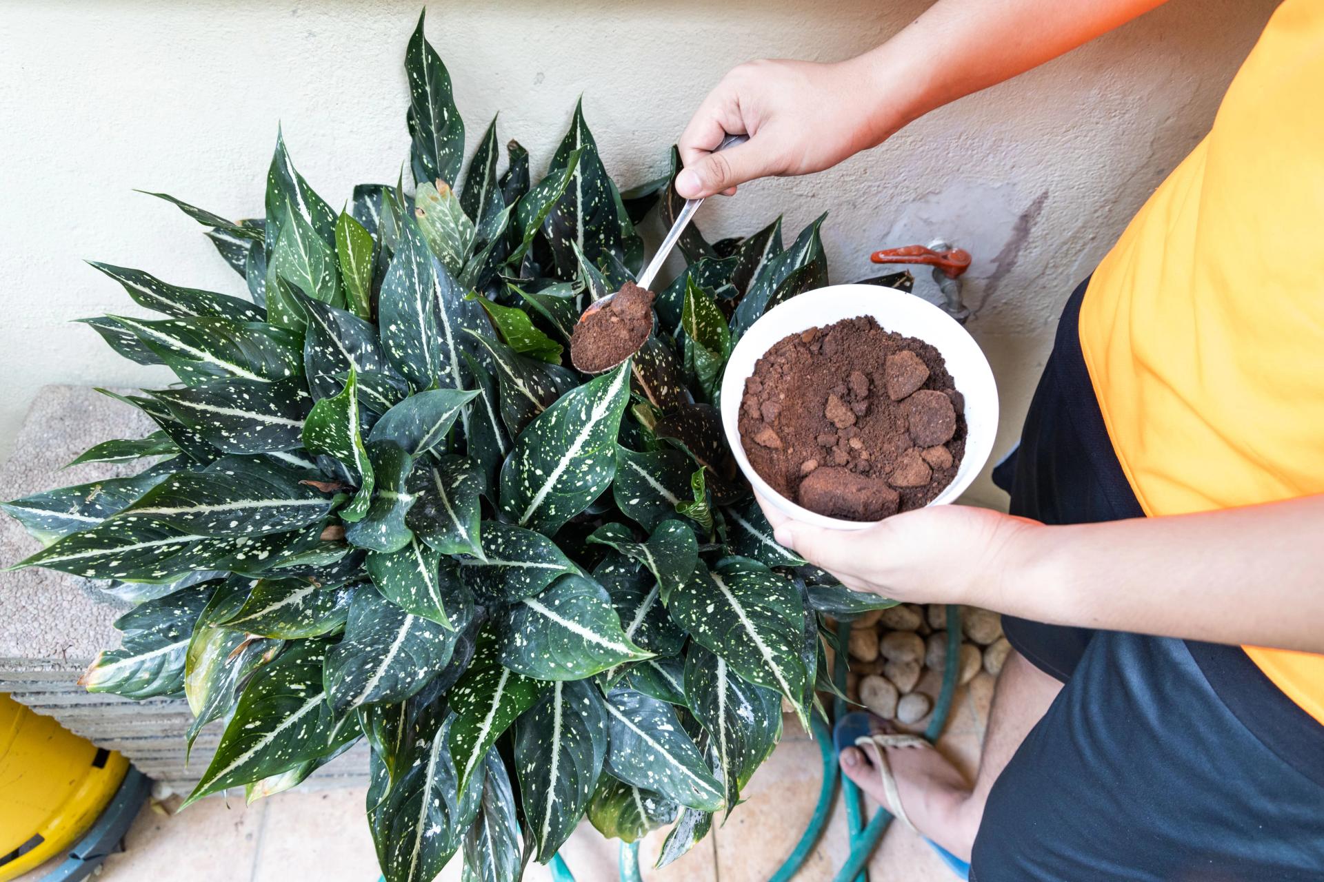 Fertilizando com borra de café