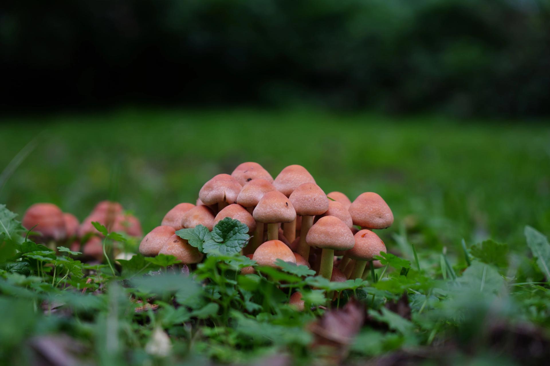 A Cluster of Mushrooms