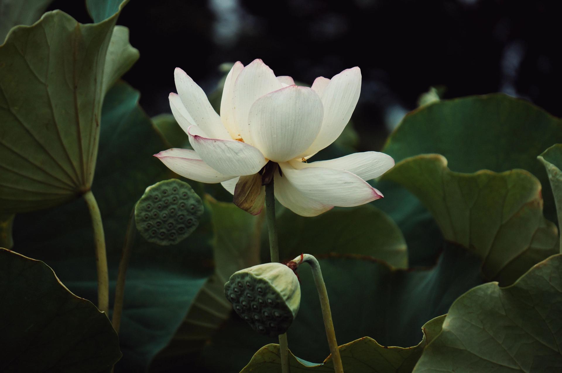 Lotus in the Garden