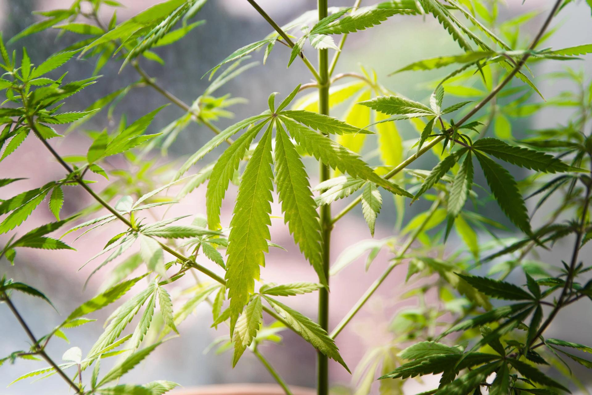 Leaves of Cannabis on Thin Stalks