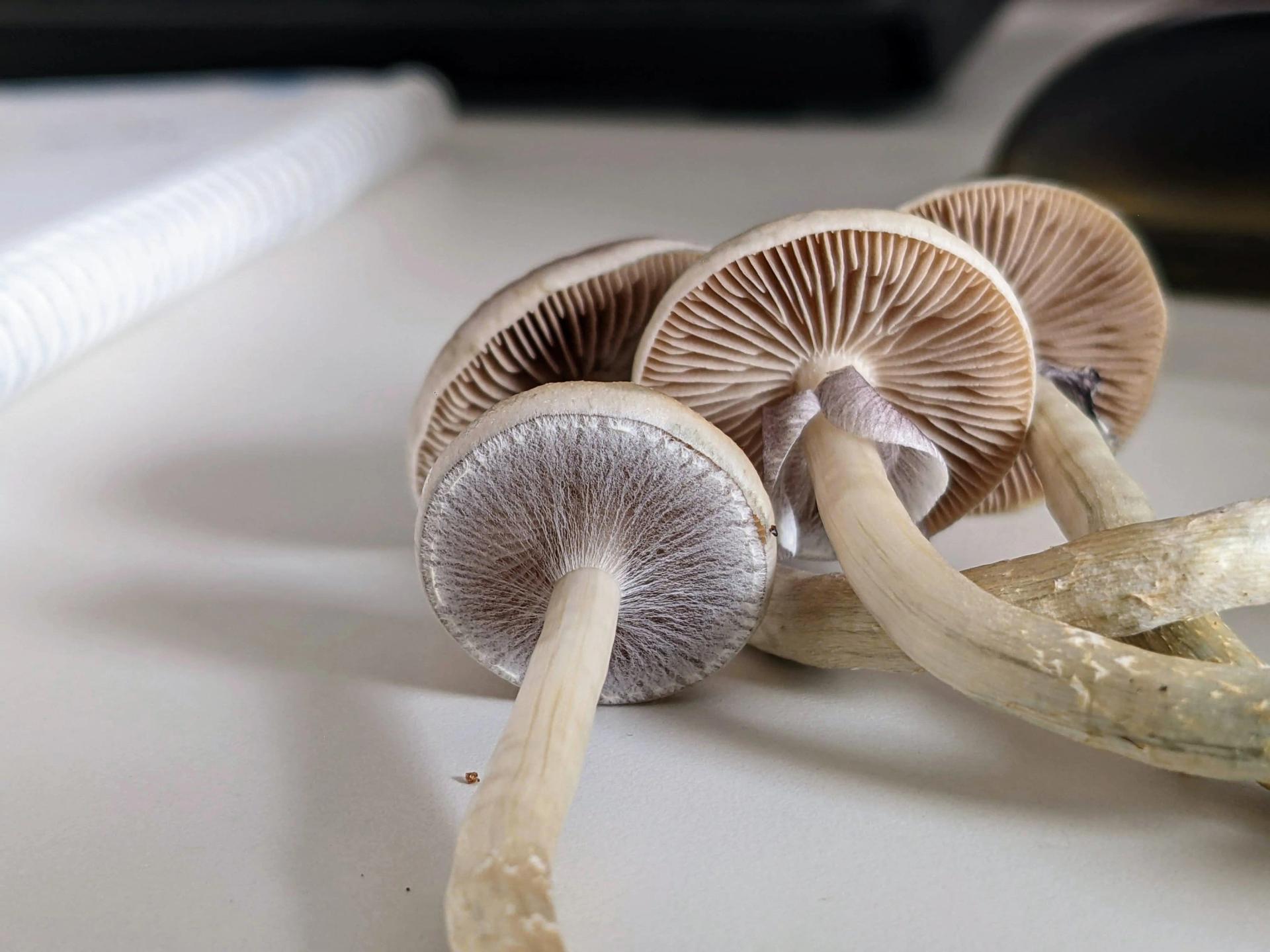 Mushrooms on the Table