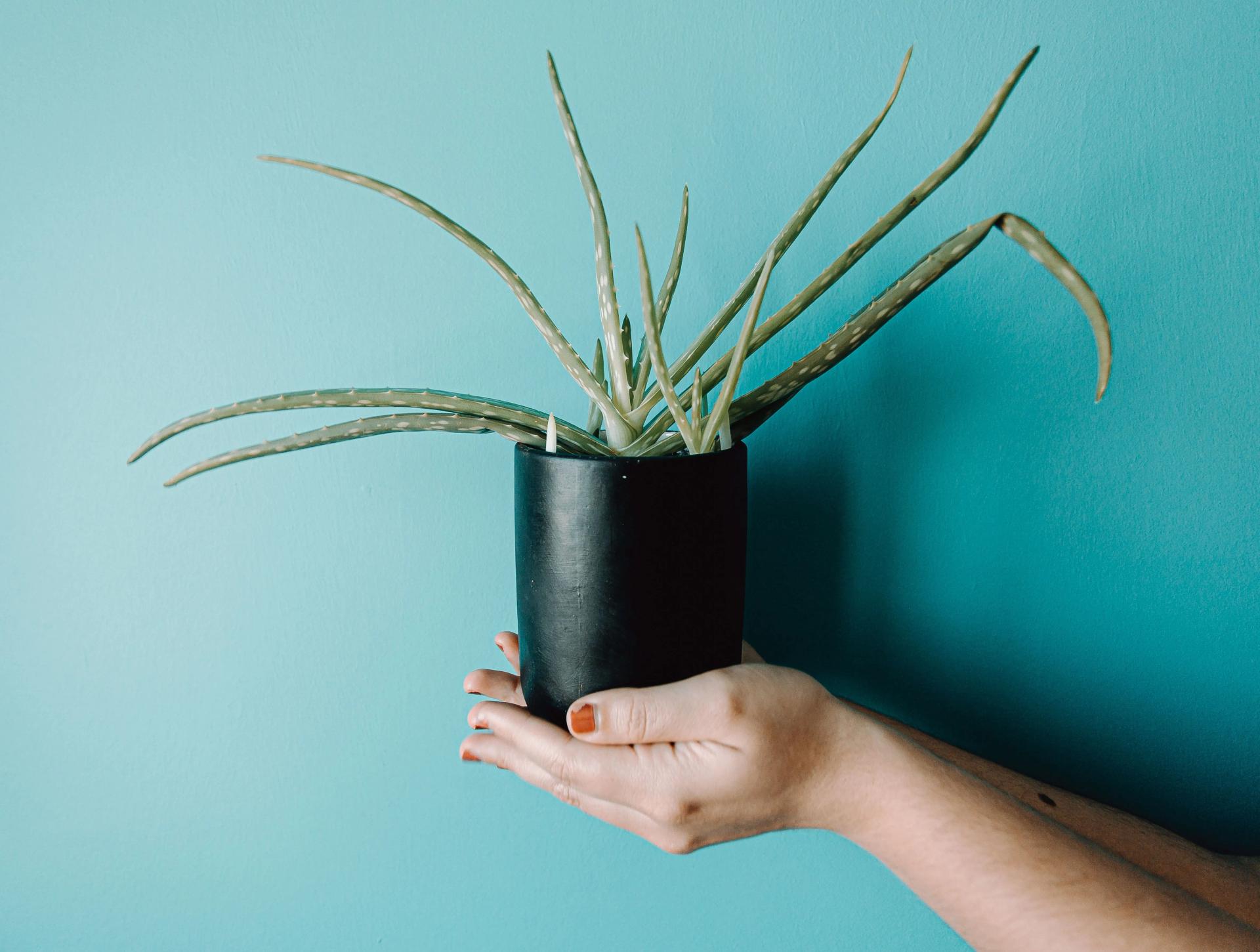 Holding an Aloe in a Pot