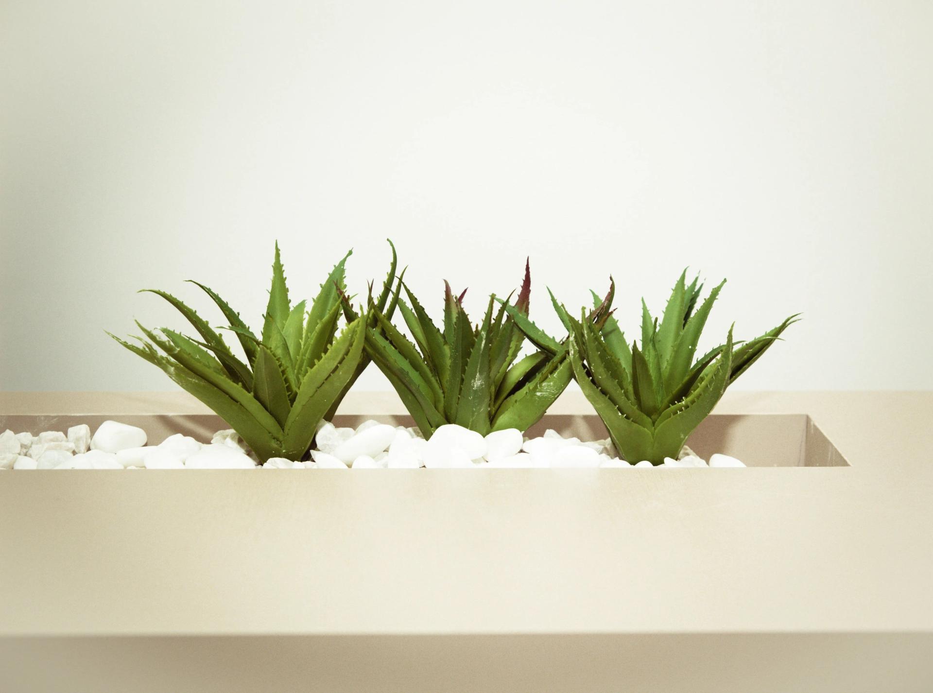 Three Aloes in a Planter