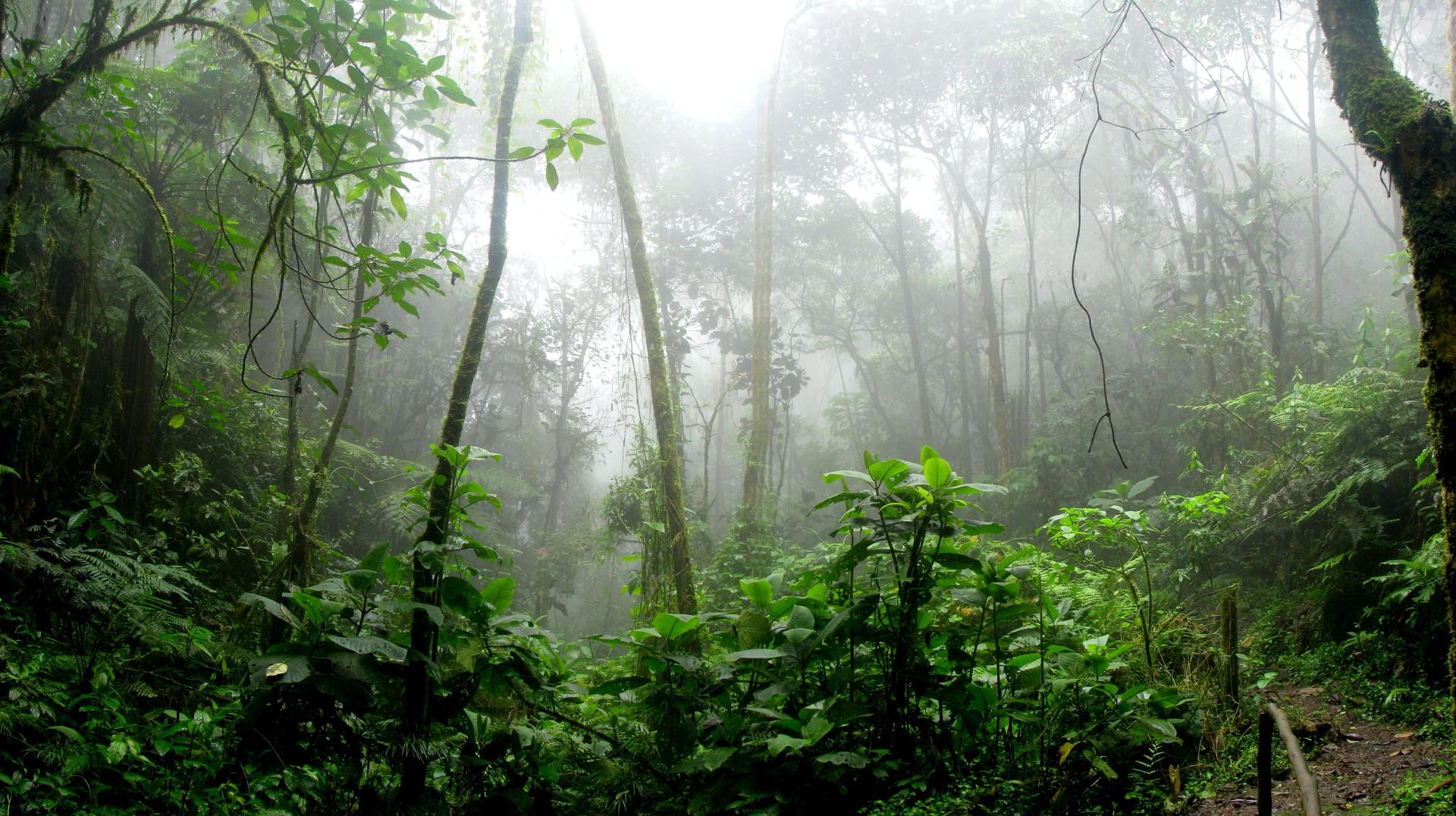 Rainforest in the Fog