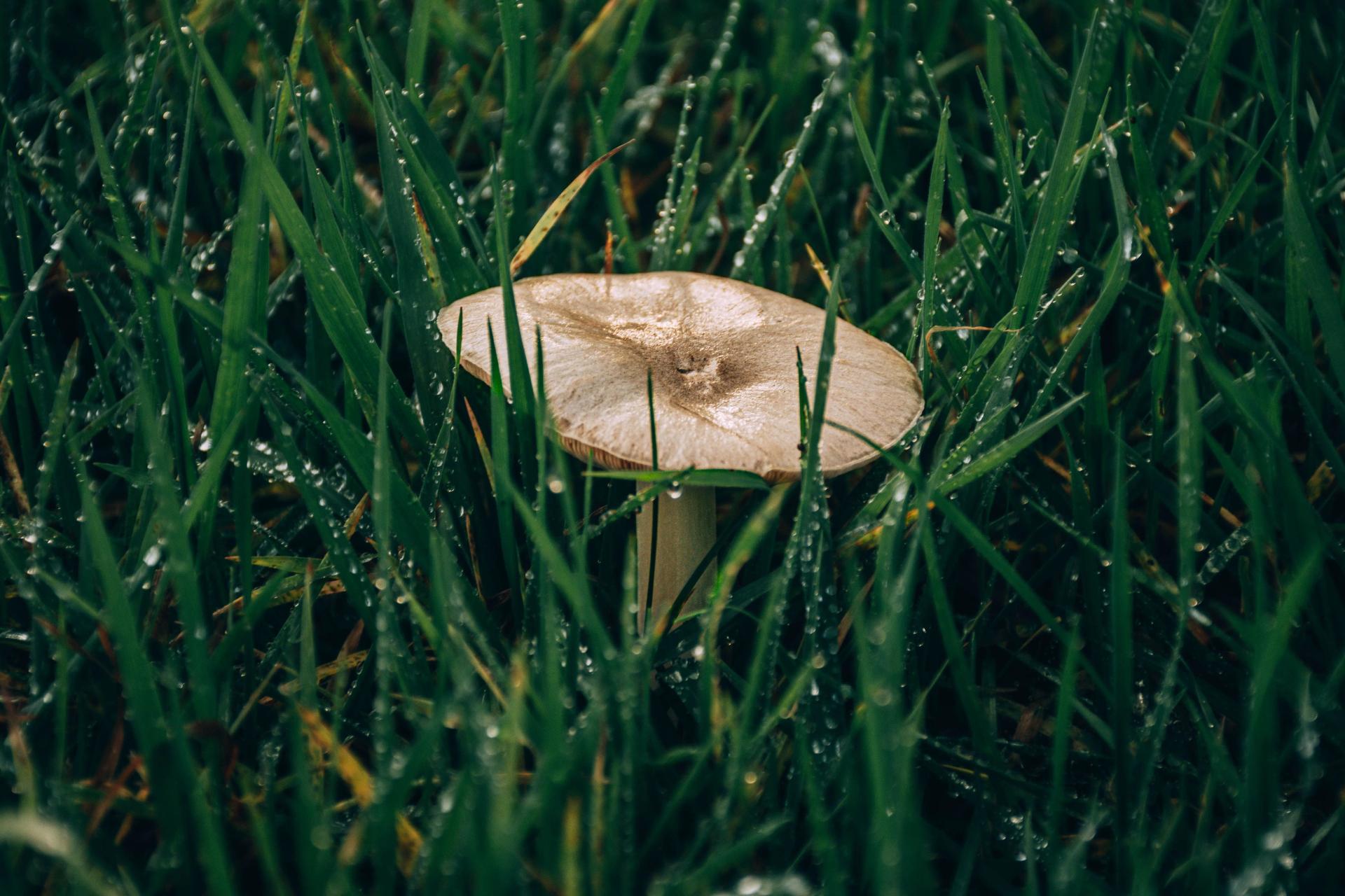 Dew on Mushrooms