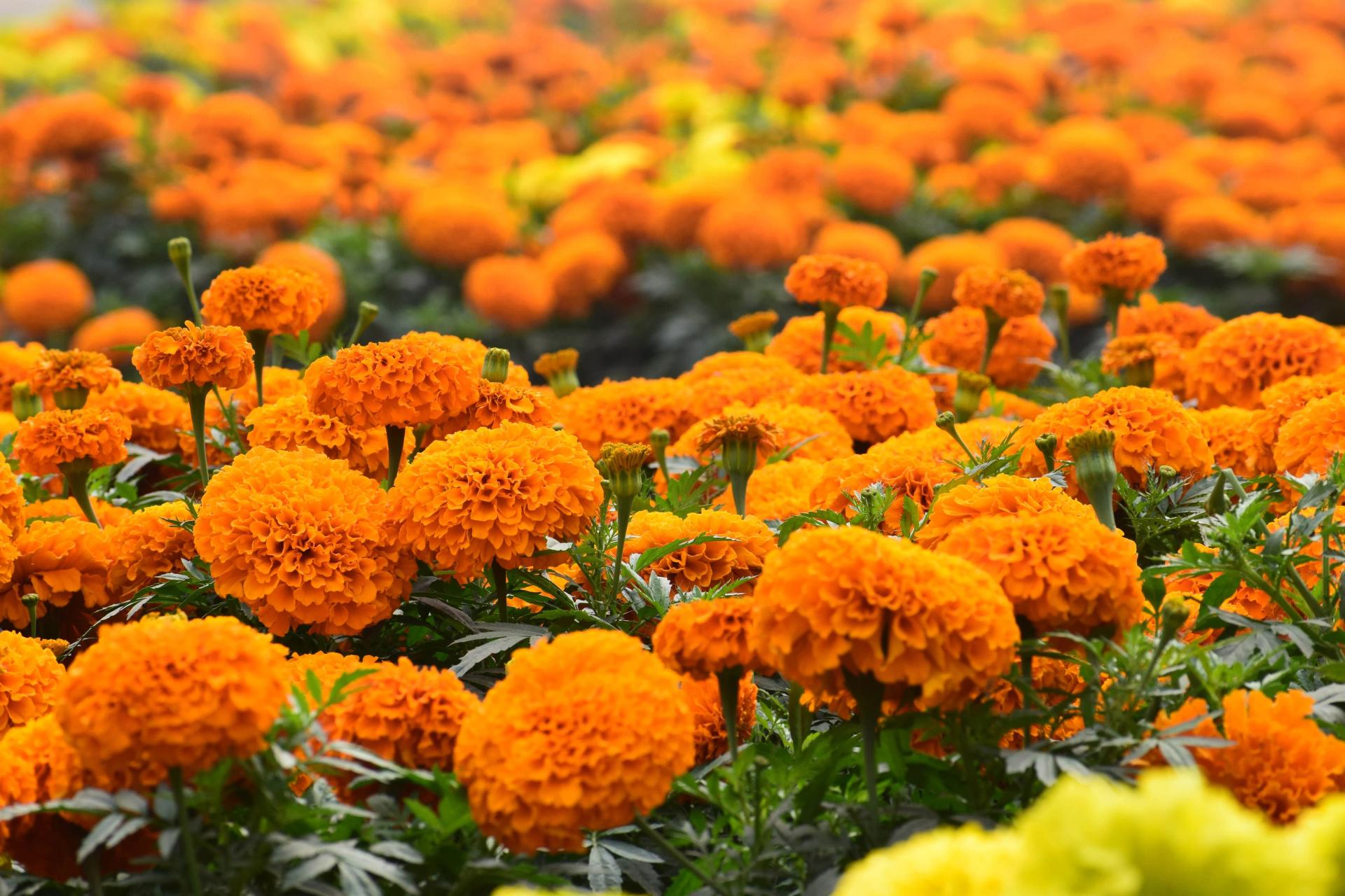 Marigolds in the Flower Bed