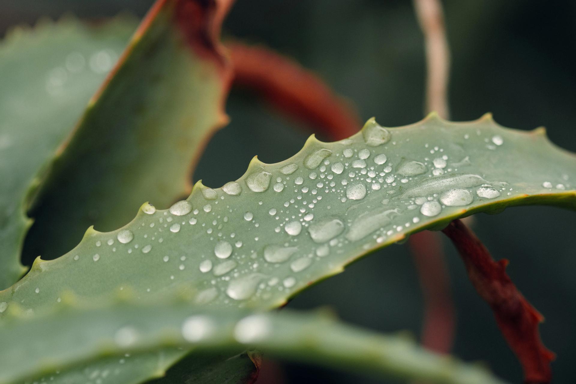 Drops on the Leaf