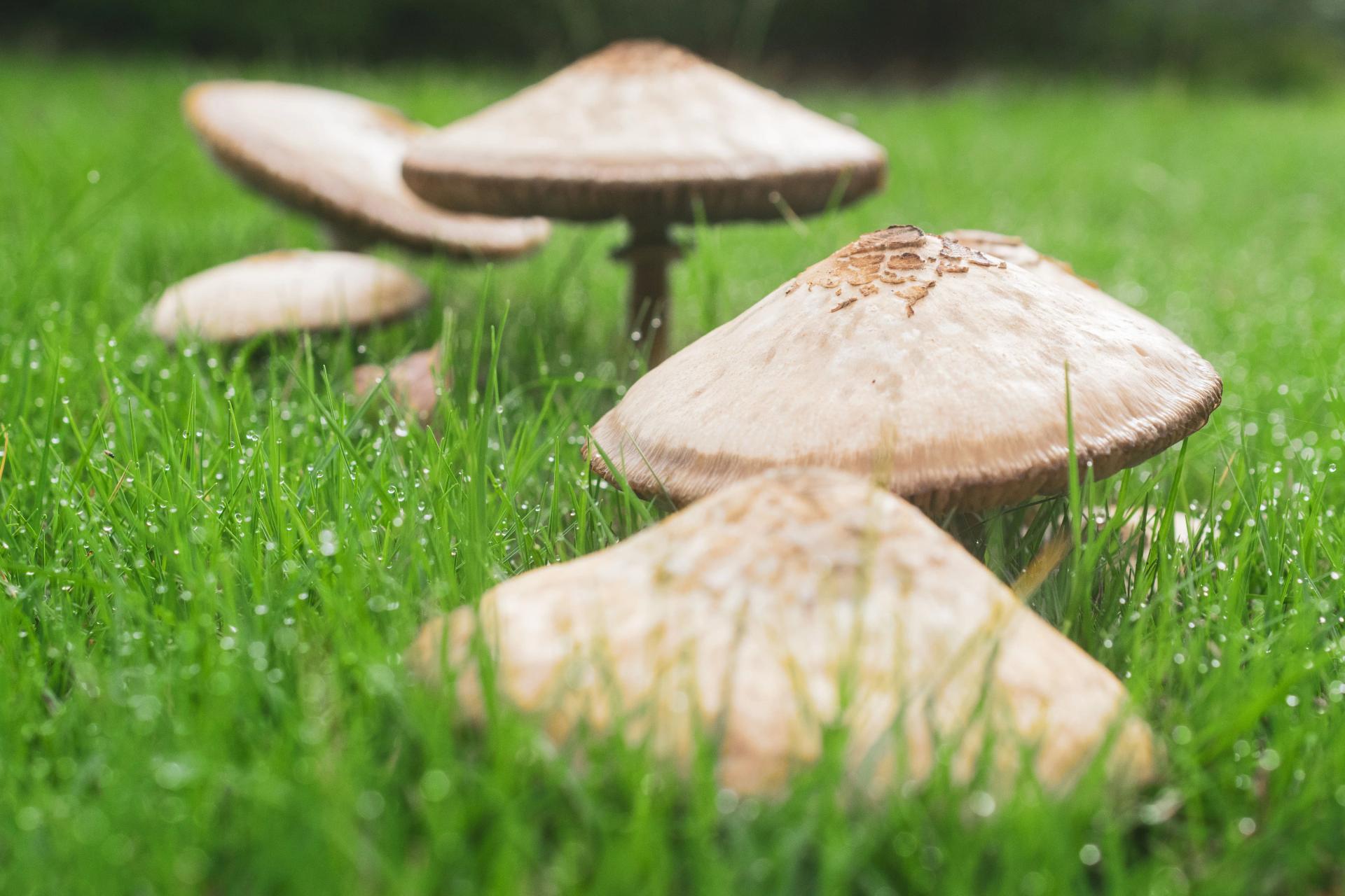 Capped Mushrooms in Grass