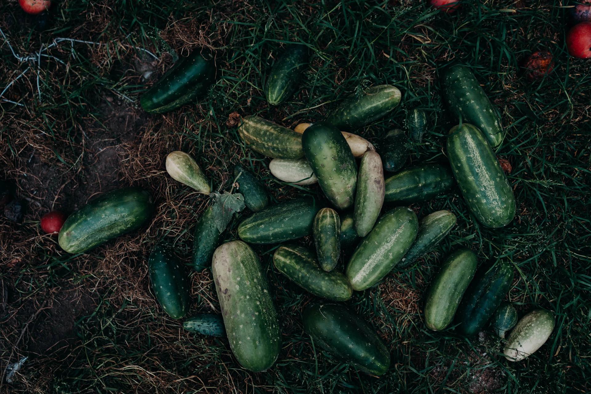 Cucumber Harvesting