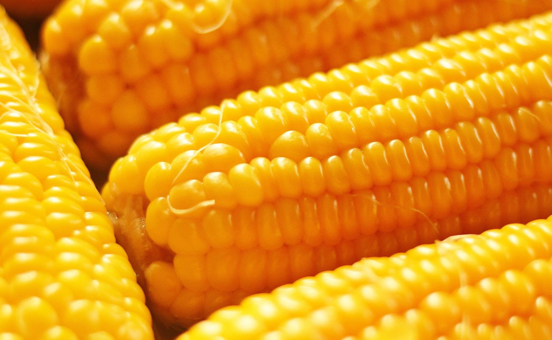 Yellow Mature Corn 