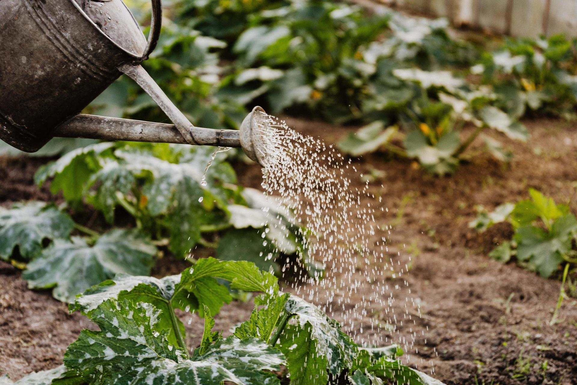 Watering in the Garden