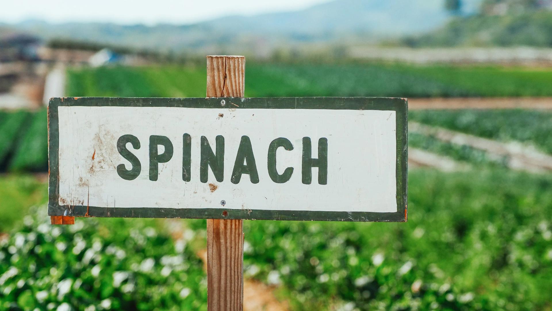 Spinach Field