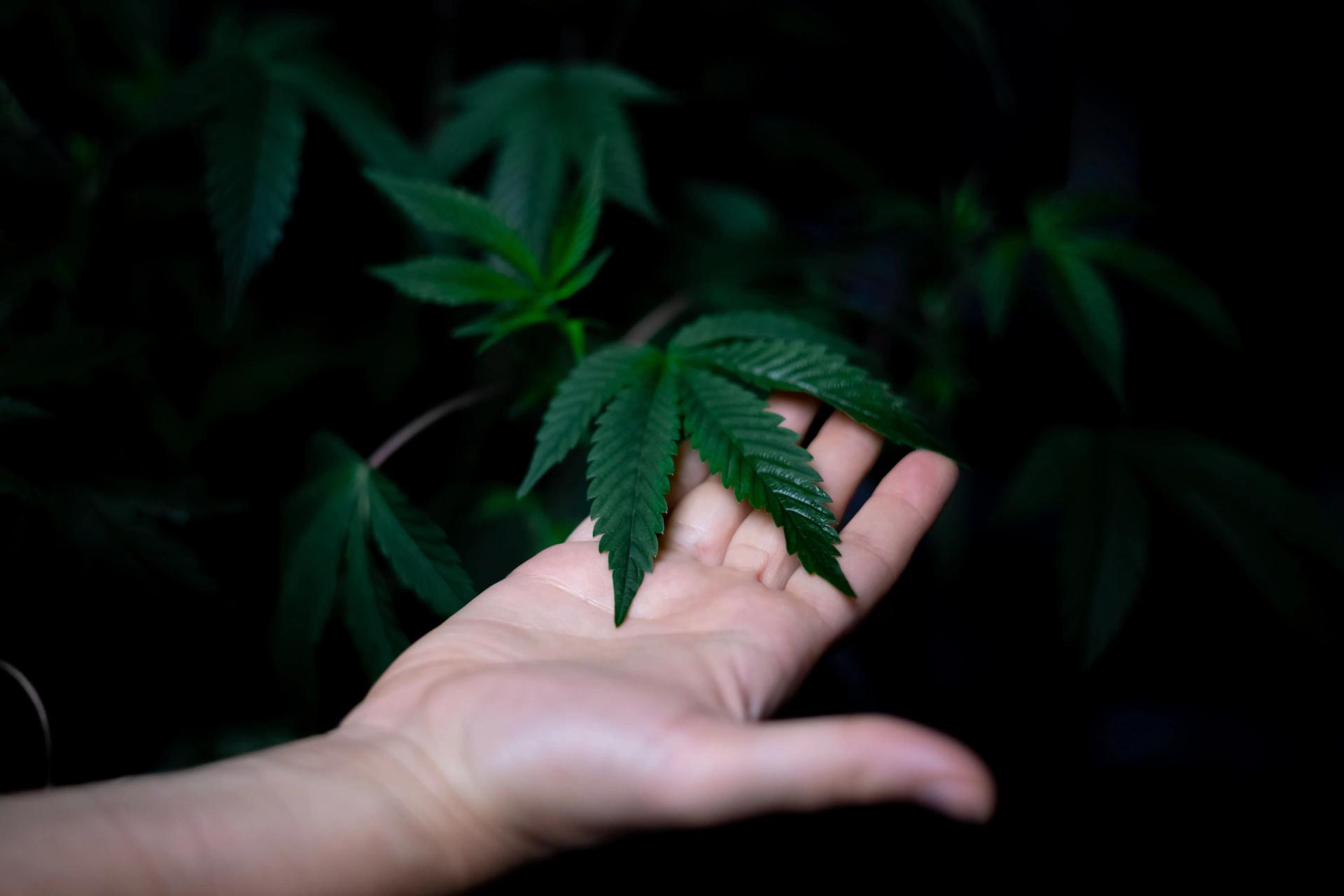Touching Cannabis Leaf