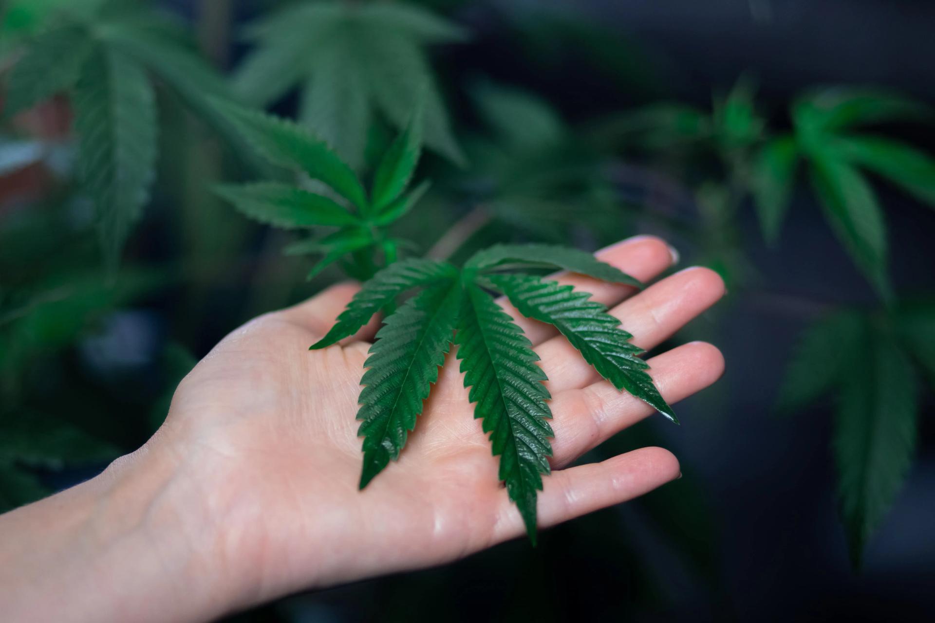 Leaf of Cannabis on Hand