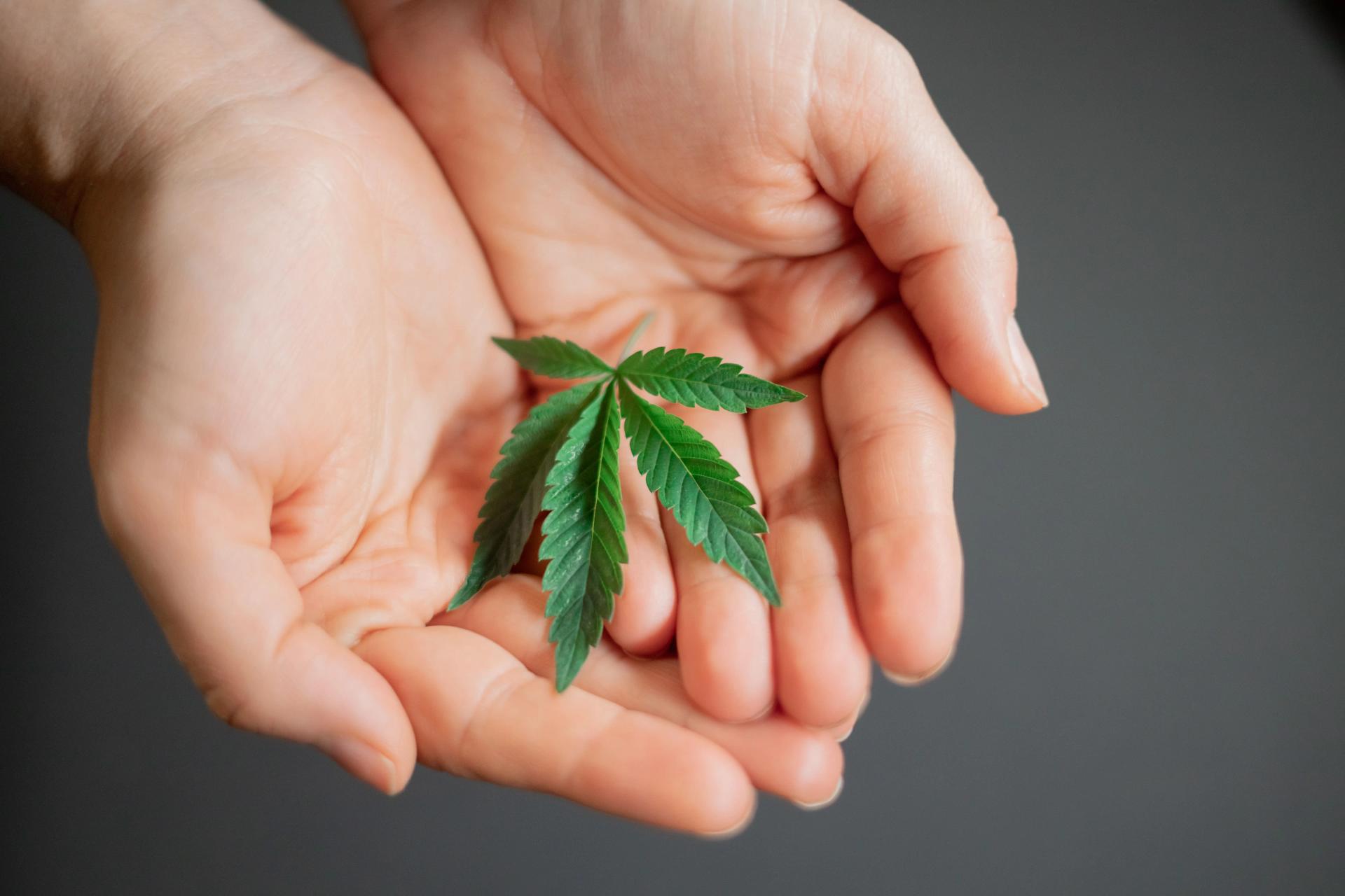A Cannabis Leaf in Hands