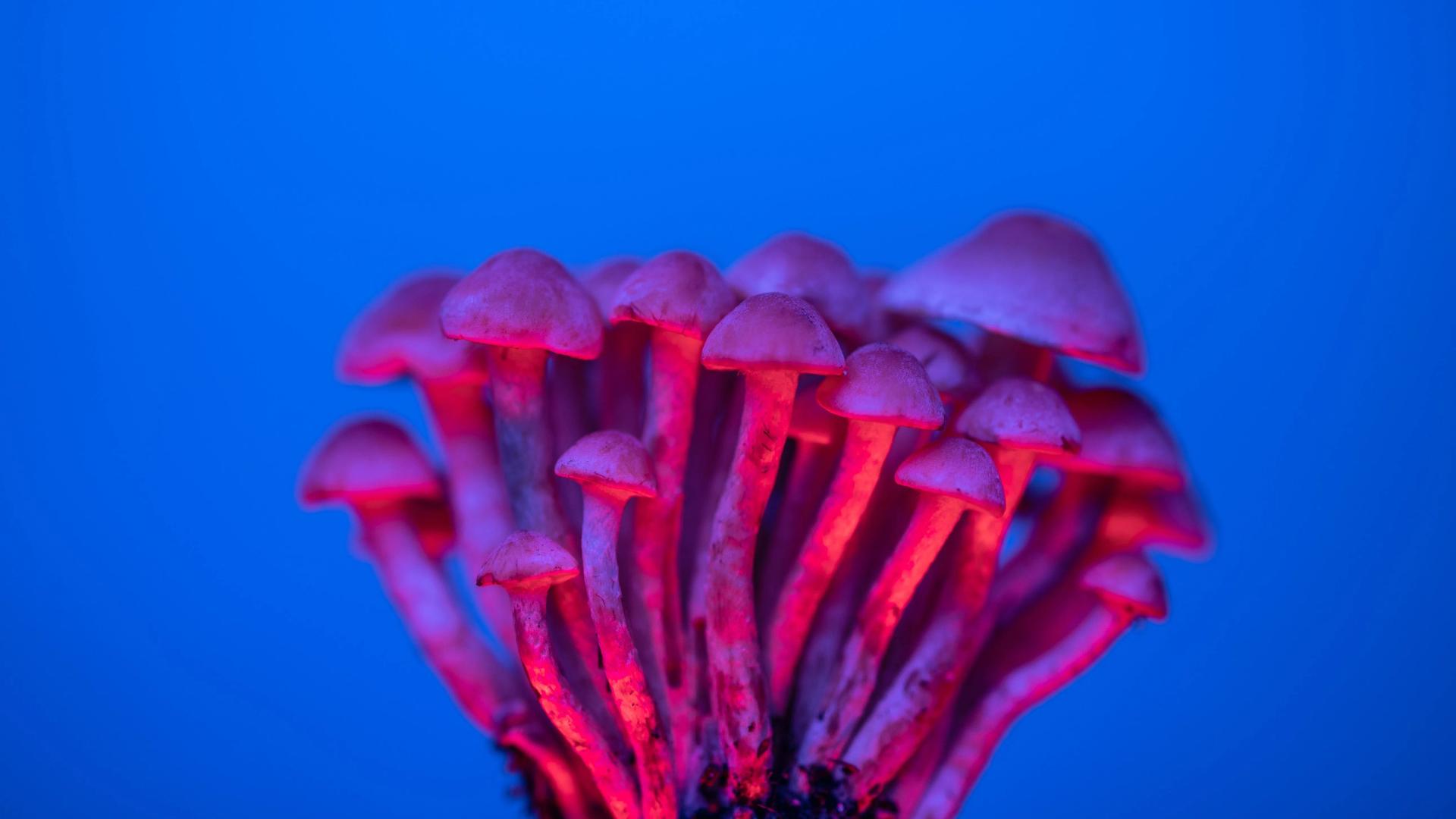 Magic Mushrooms on Neon Background