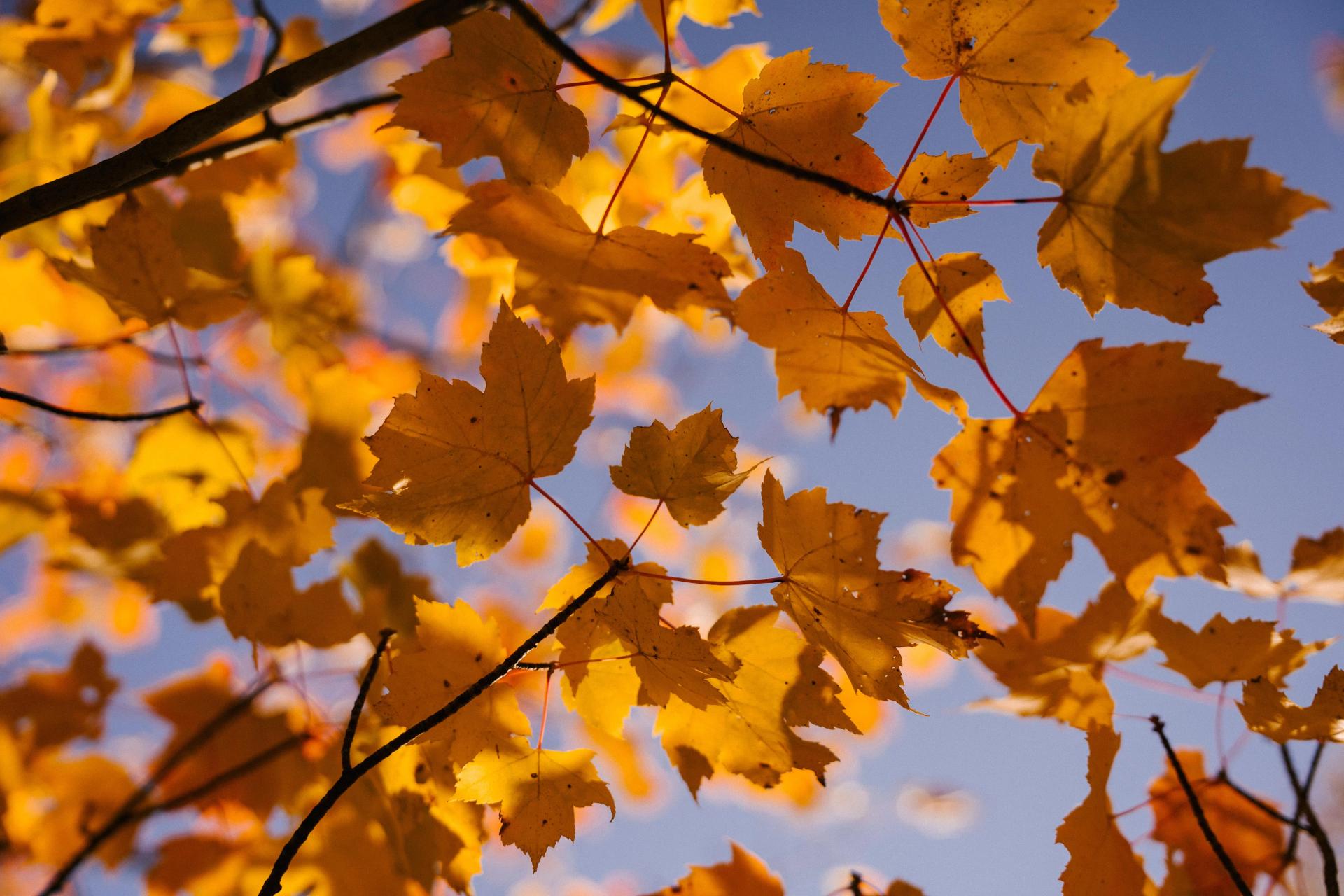 Golden Maple Leaves Against the Blue Sky
