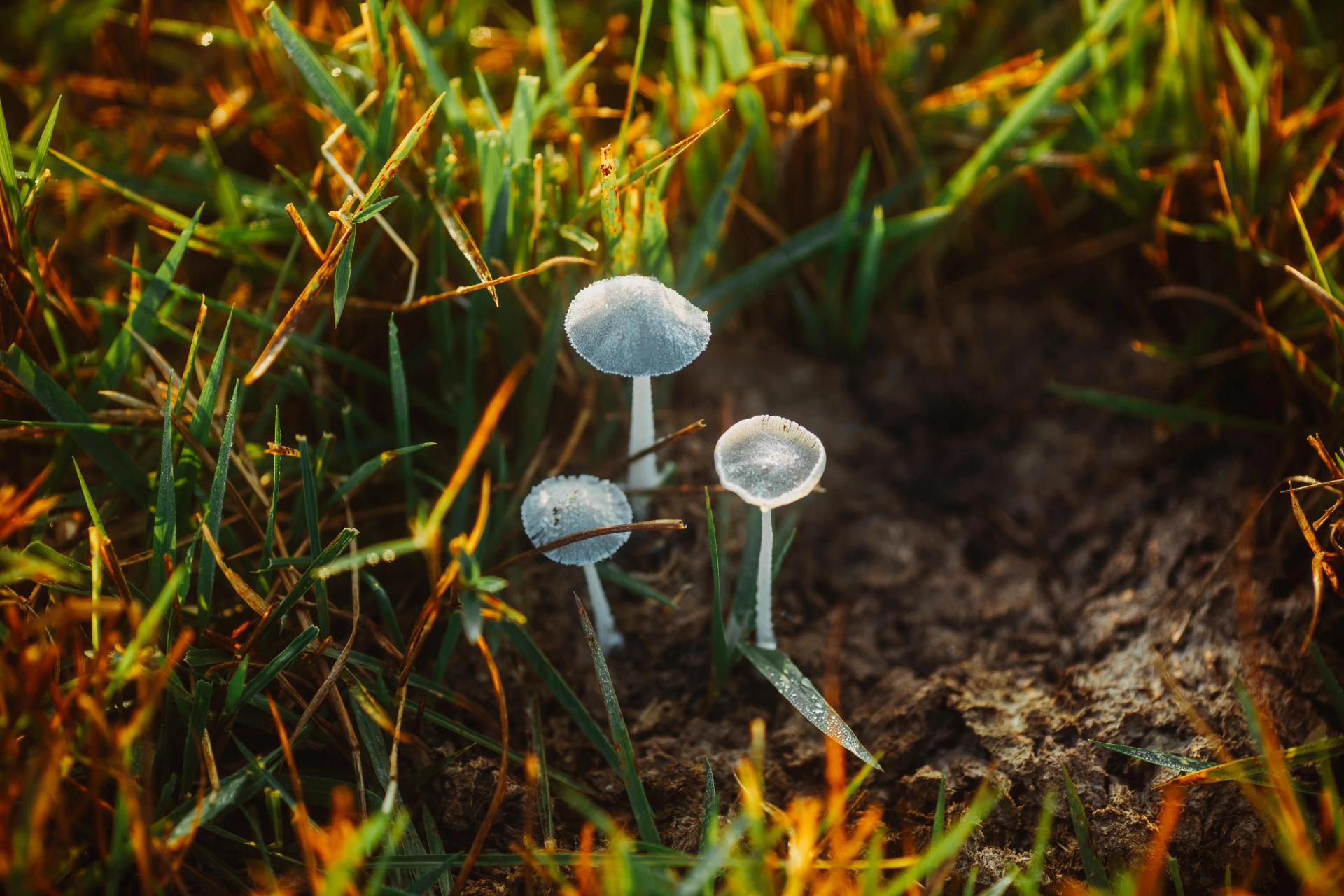 Tiny Mushrooms Growing in the Garden