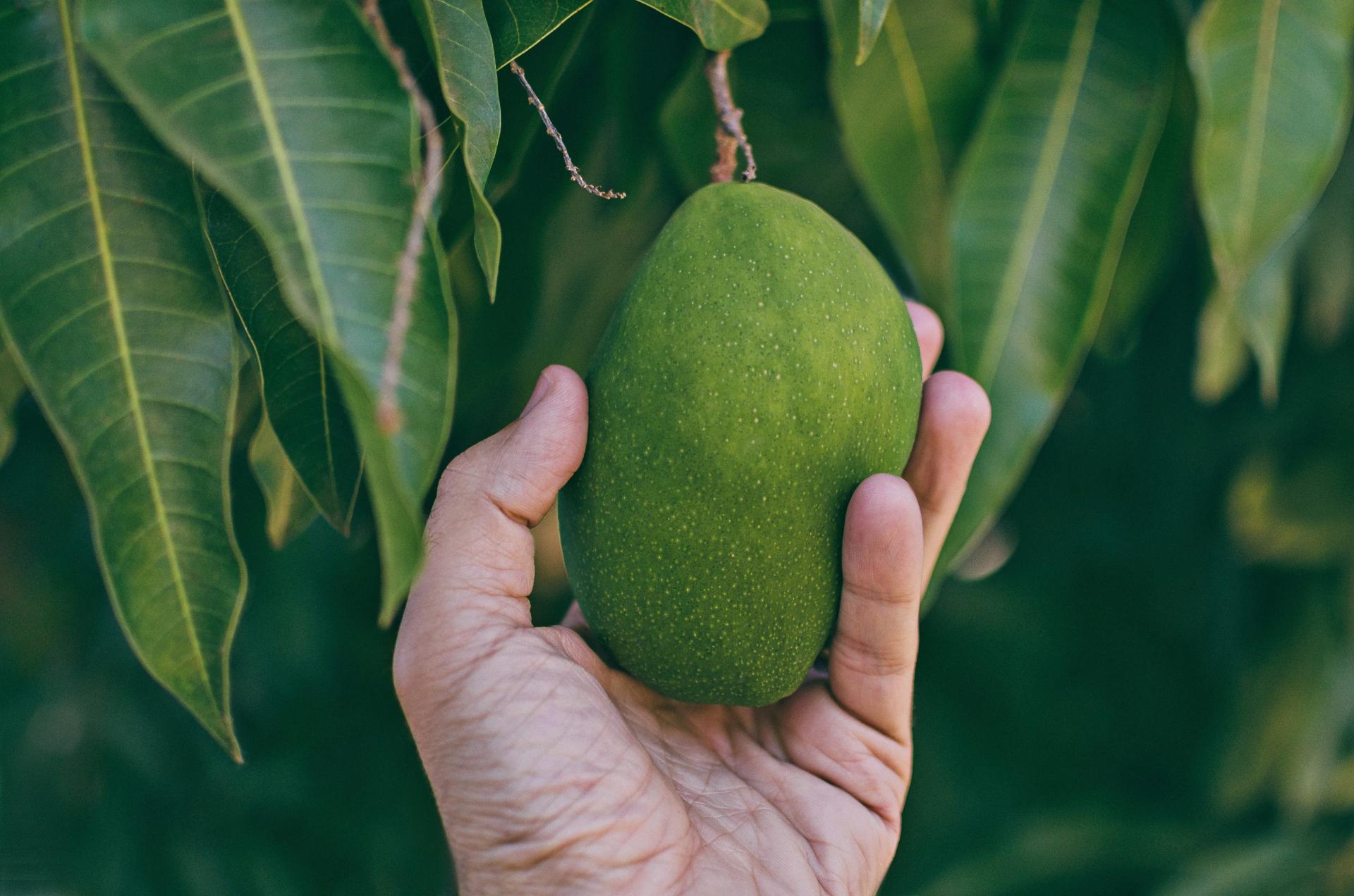 Harvesting a Green Mango