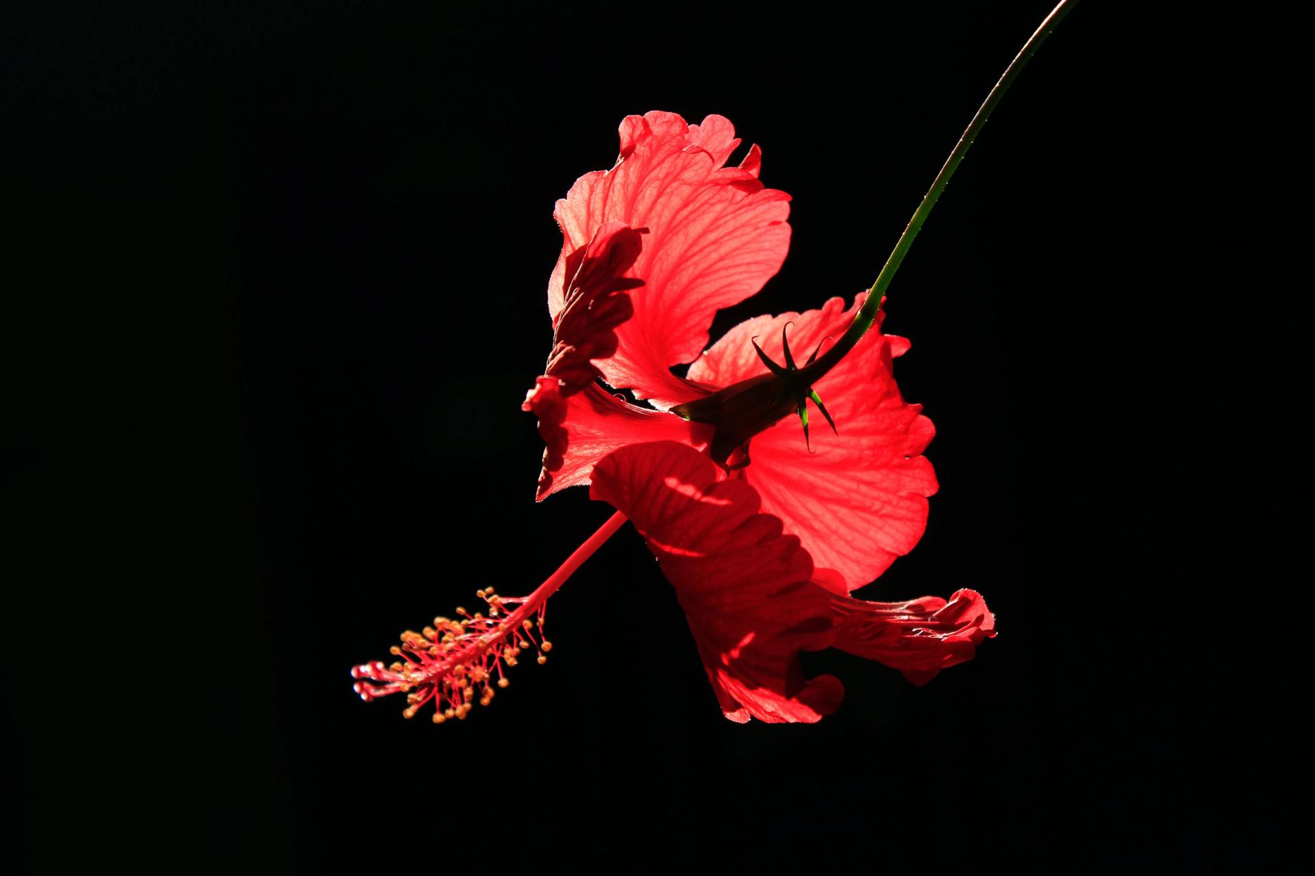 Black Background and Hibiscus