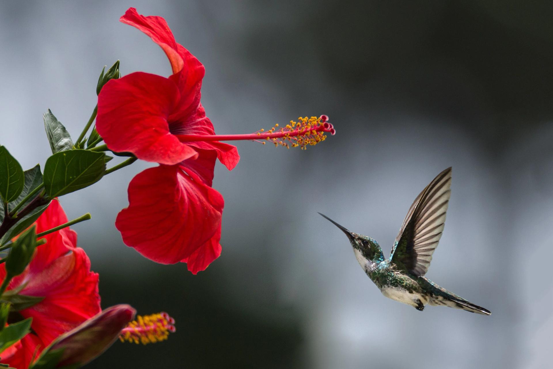 Bird and a Hibiscus Flower